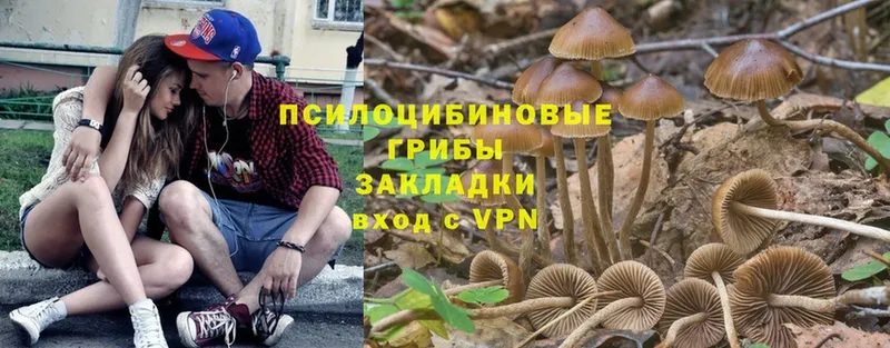 darknet как зайти  Миасс  Псилоцибиновые грибы Psilocybe 